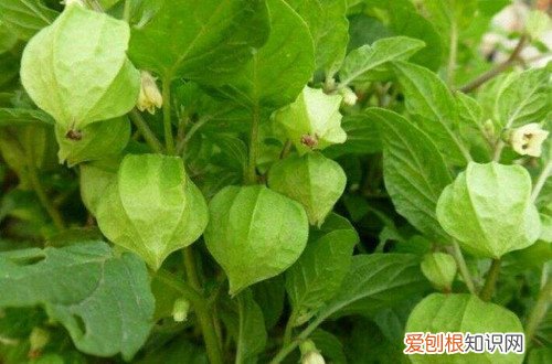 灯笼果可以盆栽吗 灯笼果怎么养护？灯笼果的养殖方法有哪些？