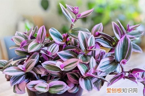 如何养好油画吊兰 好看的油画吊兰怎么养护？注意这五点养护方法，新手也能养好！