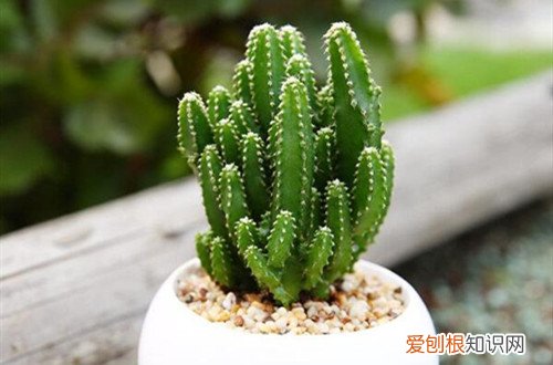 万重山是多肉吗 想要看到多肉植物万重山开花，一定要耐心等待！