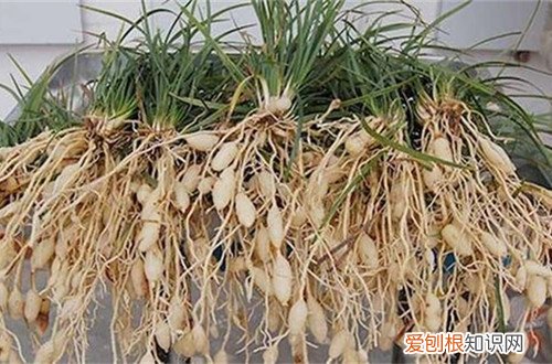 长得像稻草一样的麦冬盆栽要怎么养护才能开花 长得像稻草一样的麦冬盆栽要怎么养护？