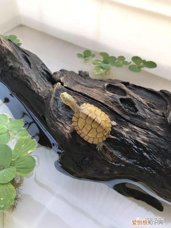 龟缸多久清洗一次比较好 ，龟缸多久清洗一次最好？