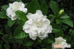 栀子花有小花苞但一直不会开 小叶栀子花为什么花苞长大还没开碰下就掉了，是缺什么营养吗