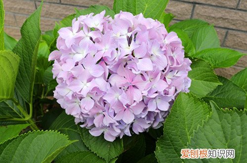绣球花只长叶不开花的原因 绣球花为啥只长叶子不开花！
