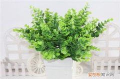 尤加利怎样修剪成棒棒糖 盆栽尤加利要怎么修剪？怎么修剪成棒棒糖？