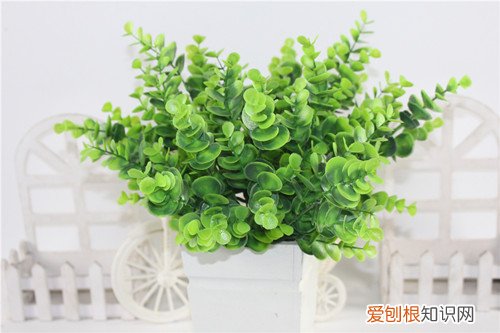 尤加利怎样修剪成棒棒糖 盆栽尤加利要怎么修剪？怎么修剪成棒棒糖？