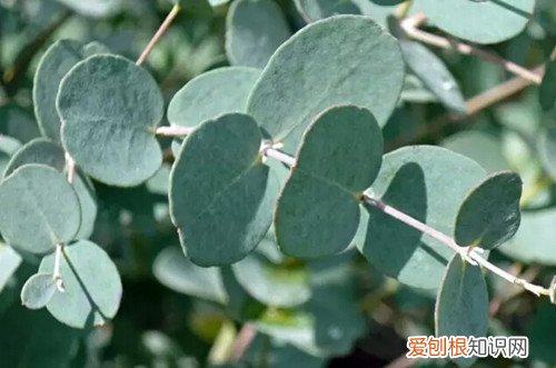 尤加利怎样修剪成棒棒糖 盆栽尤加利要怎么修剪？怎么修剪成棒棒糖？