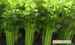 秋天可以播种的蔬菜种子 ，秋天适合播种的瓜果蔬菜？