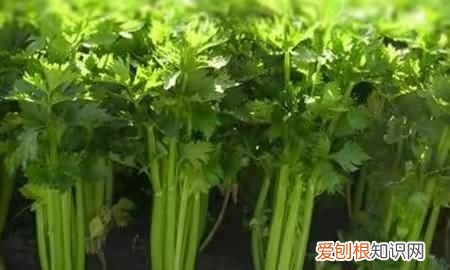 秋天可以播种的蔬菜种子 ，秋天适合播种的瓜果蔬菜？