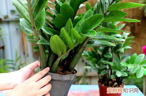 金钱树倒伏是什么原因 金钱树总是倒伏，什么情况？缺钙、钾？