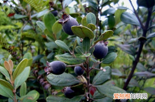 桃金娘叶斑病 发现桃金娘叶子发黄，有可能是这五个原因，要及时排查！
