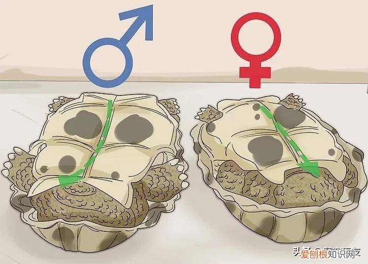 如何分辨乌龟是雌的还是雄的 ，怎么辨别乌龟是雌的还是雄的？