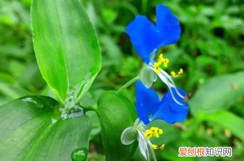 鸭跖草的生活环境 家里养一盆鸭跖草不仅能观赏，还是一味草药！