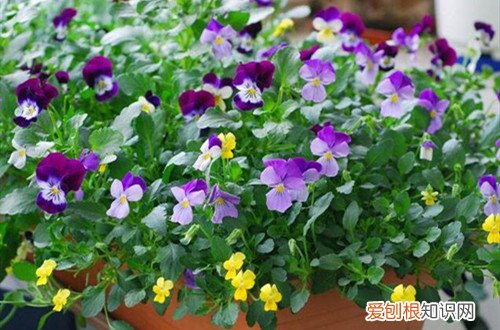 角堇花期一年开几次花 角堇花后要这样养护，就能多次开花！