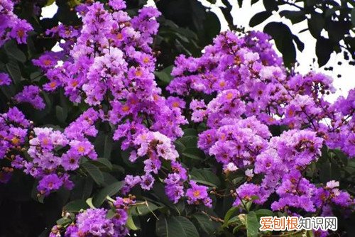 紫薇花枝条怎么扦插 紫薇花怎么扦插？这样做可以一盆变多盆！