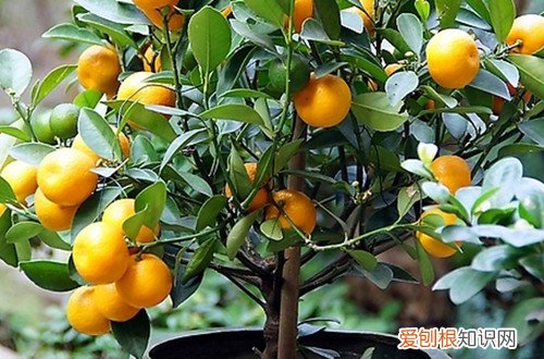 金桔盆栽不长叶子 金桔树到现在也没开花，叶子倒是长得不错咋回事呢？