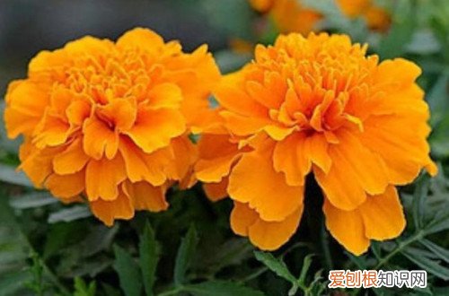 万寿菊该怎么养 万寿菊怎么养护?万寿菊的养殖方法和注意事项有哪些?