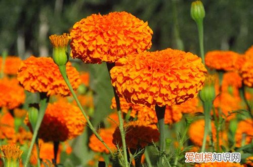 万寿菊该怎么养 万寿菊怎么养护?万寿菊的养殖方法和注意事项有哪些?