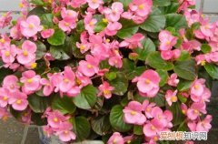 秋海棠开花后的修剪 秋海棠这样养护，就能花开不断！
