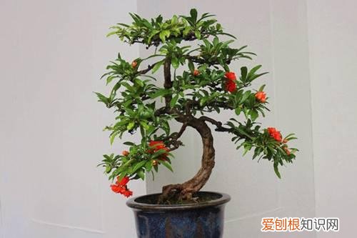 种了几年的石榴树不开花 石榴树栽种几年能开花结果呢？只开花不结果怎么办？