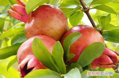 种了几年的石榴树不开花 石榴树栽种几年能开花结果呢？只开花不结果怎么办？