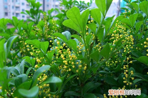 米兰开花为什么不香了是什么原因 米兰开花不香是怎么回事？
