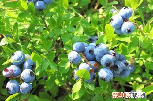 蓝莓盆栽能结果吗 蓝莓树种植几年后可以挂果？挂果后怎么养护？