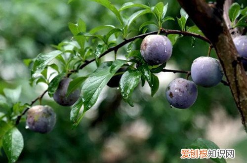 蓝莓盆栽能结果吗 蓝莓树种植几年后可以挂果？挂果后怎么养护？