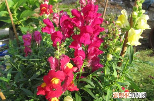 金鱼草怎么养才能开花?怎么养爆盆 金鱼草怎么养才能开花？怎么养爆盆？