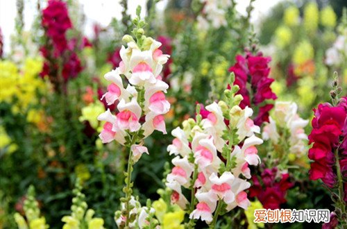 金鱼草怎么养才能开花?怎么养爆盆 金鱼草怎么养才能开花？怎么养爆盆？