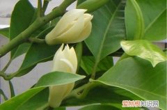 兰花黄叶怎么办 白兰花黄叶怎么回事？怎么处理？