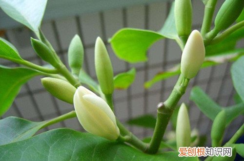 兰花黄叶怎么办 白兰花黄叶怎么回事?怎么处理?