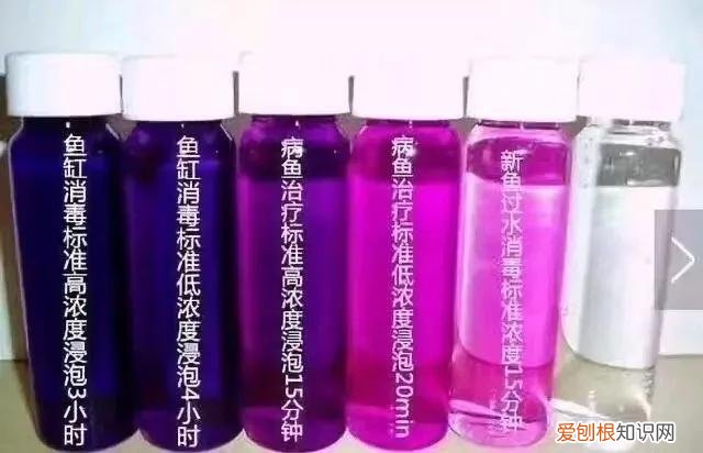 七彩神仙鱼饲养方法 ，七彩神仙鱼怎样养出好状态？
