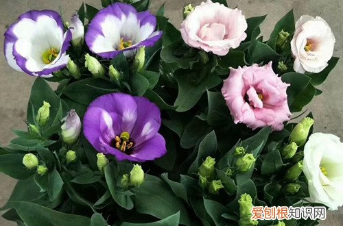 洋桔梗叶片越来越黄 洋桔梗叶子发黄怎么办？有可能是这几点原因没做好！