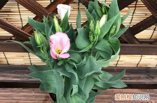 洋桔梗叶片越来越黄 洋桔梗叶子发黄怎么办？有可能是这几点原因没做好！