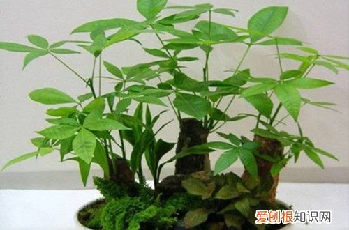 发财树只长叶子,不长个头怎么回事呢 发财树只长叶子，不长个头怎么回事？