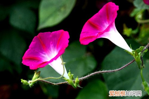 牵牛花一直不开花 牵牛花只长叶子不开花怎么回事？