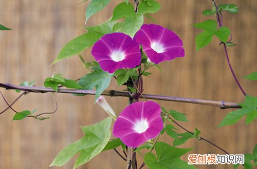 牵牛花一直不开花 牵牛花只长叶子不开花怎么回事？