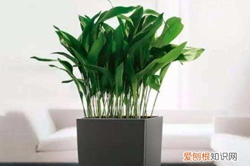 卧室种什么植物有助于睡眠 什么植物适合养在卧室？这几种植物不仅提高睡眠质量，还好养！