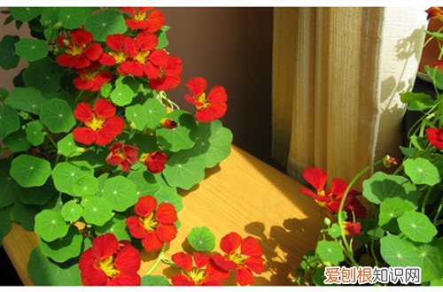 旱金莲不见阳光能开花吗 旱金莲不开花怎么办？有可能是这几个原因引起的！