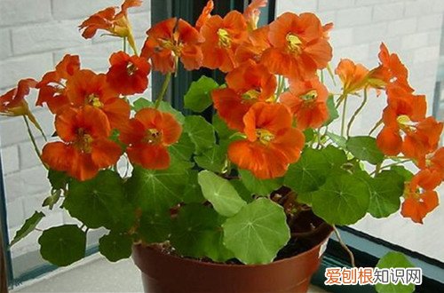 旱金莲不见阳光能开花吗 旱金莲不开花怎么办？有可能是这几个原因引起的！