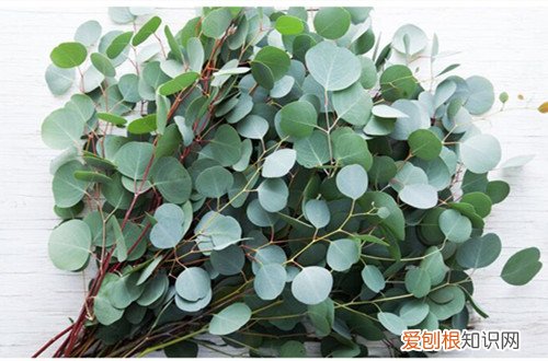 尤加利杆子发黑叶子干枯掉叶怎办 尤加利的叶子干枯了怎么办？怎么救？