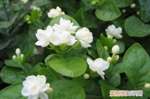 能吃又能观赏的花有哪些 这些鲜花不仅可以观赏，还可以食用！赶紧看看有哪些？