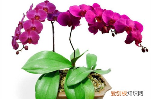 蝴蝶兰掉花蕾是什么原因 蝴蝶兰冒出来的花苞怎么掉了？有可能是这些原因！