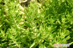 垂盆草叶子变黄 枯萎 垂盆草黄叶掉落怎么办？了解这三点原因，就能找到解决方法！