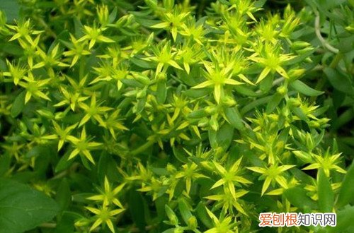 垂盆草叶子变黄 枯萎 垂盆草黄叶掉落怎么办？了解这三点原因，就能找到解决方法！