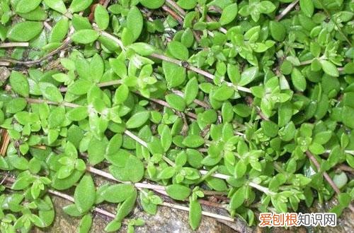 垂盆草叶子变黄 枯萎 垂盆草黄叶掉落怎么办？了解这三点原因，就能找到解决方法！