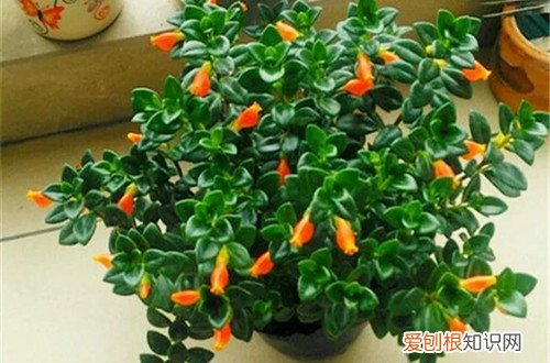 金鱼吊兰生长缓慢 金鱼吊兰这样养，就不怕越长越小！