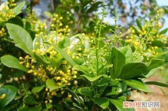 米兰花还没开就枯掉 米兰花还没开就凋落了，这是怎么回事，应该如何补救呢？