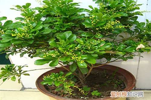 米兰花还没开就枯掉 米兰花还没开就凋落了，这是怎么回事，应该如何补救呢？