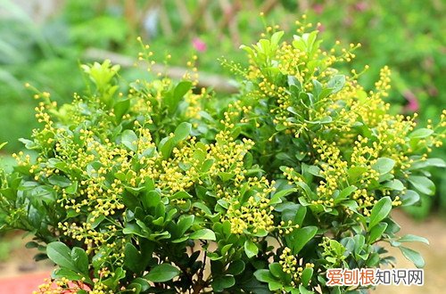 米兰花还没开就枯掉 米兰花还没开就凋落了，这是怎么回事，应该如何补救呢？